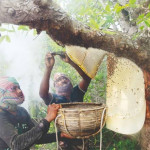 Cover image of Sundarban Pure Honey Collection 1500/- per KG