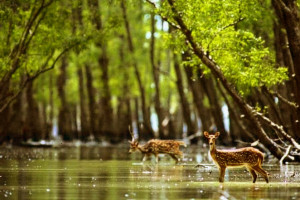 Cover image of 🌿 *Sundarbans — A Living Gallery of Wildlife* 📸