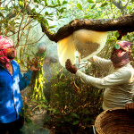 Cover image of 🐝🌿 Honey Collecting Adventure Tour – Sundarbans 🌿🐝 with Private Tourist Boat & 2 Honey Collecting Boat.