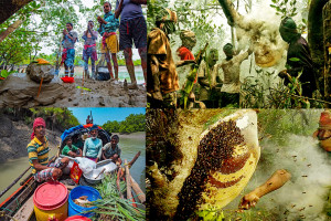Cover image of 🐝🌿 Honey Collecting Adventure Tour – Sundarbans* 🌿🐝 ☎️ Contact : +880 1732 124162 (what's app)