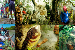 Cover image of 🐝🌿 Honey Collecting Adventure Tour – Sundarbans* 🌿🐝 ☎️ Contact : +880 1732 124162 (what's app)