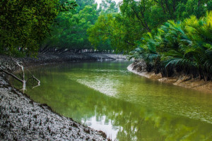 Cover image of 📸🌿 Wildlife Photography Opportunity – Sundarbans 🌿📸  ☎️ Contact : +880 1732 124162 (what's...