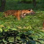 Gallery: Royal Bengal Tiger